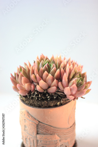 Beautiful pink and orange s...