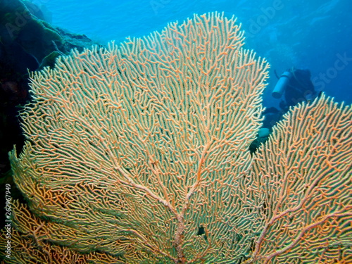 The amazing and mysterious underwater world of Indonesia, North Sulawesi, Bunaken Island, gorgonian coral