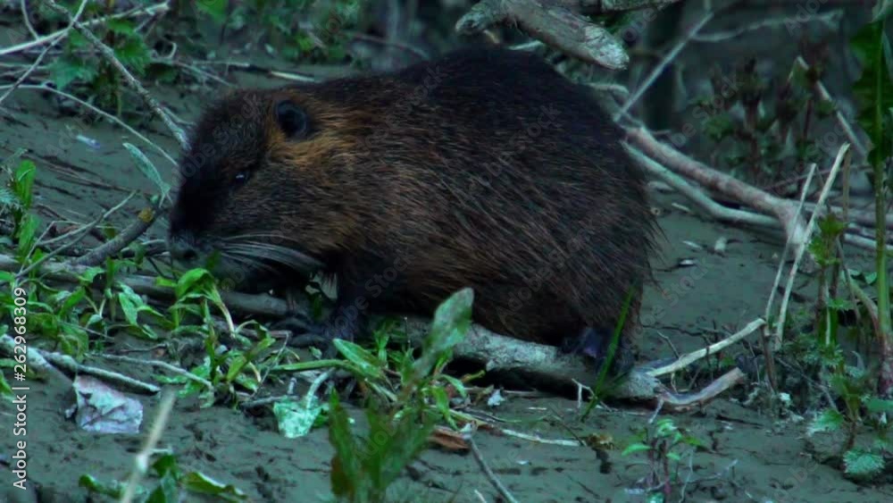Coypu, River Rat, Nutria in the gallery forest in the afternoon Coypu, River Rat, Nutria in the gallery forest in the afternoon