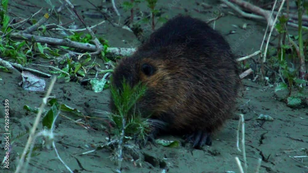 Coypu, River Rat, Nutria on the Danube in the afternoon Coypu, River Rat, Nutria on the Danube in the afternoon