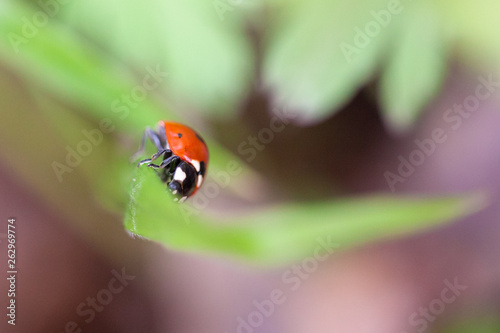 ladybug on leaf © Алексей Синицын