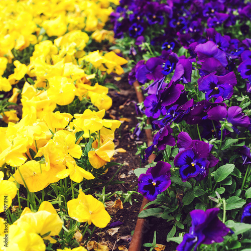 Flowerbed with purple and yellow petunias  close up. Colorful petunia flower Petunia hybrida in the garden.