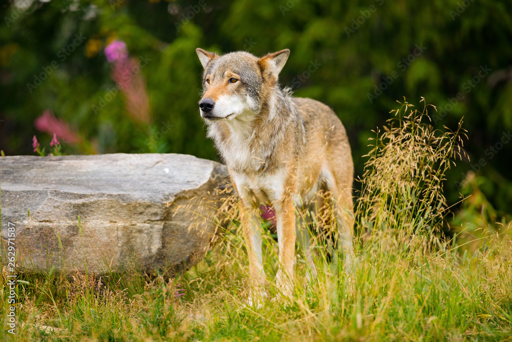Wolf Standing On Field By Rock In Forest Wolf Standing On Field By Rock In Forest