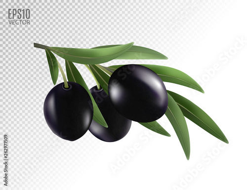 Isolated olives. Three black olive fruits on a branch with leaves isolated on transparent background. Photo-realistic vector, 3d