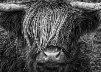 Ingelijste posters Schotse hooglander Schotse Hooglander in de Highlands  © macrossphoto