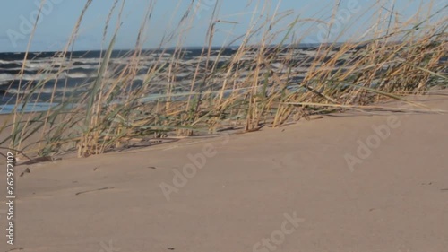 Shallow warm sea. Waves in storm roll onto shore. Sea for stalks of sand grass on windy day. European dune grass or upright sea lyme grass (Elymus arenarius, Leymus arenarius), pioneering species photo