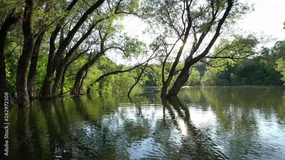 Danube floodplain forest during floods Danube floodplain forest during floods
