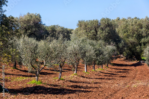 Olivenbaum in Italien photo