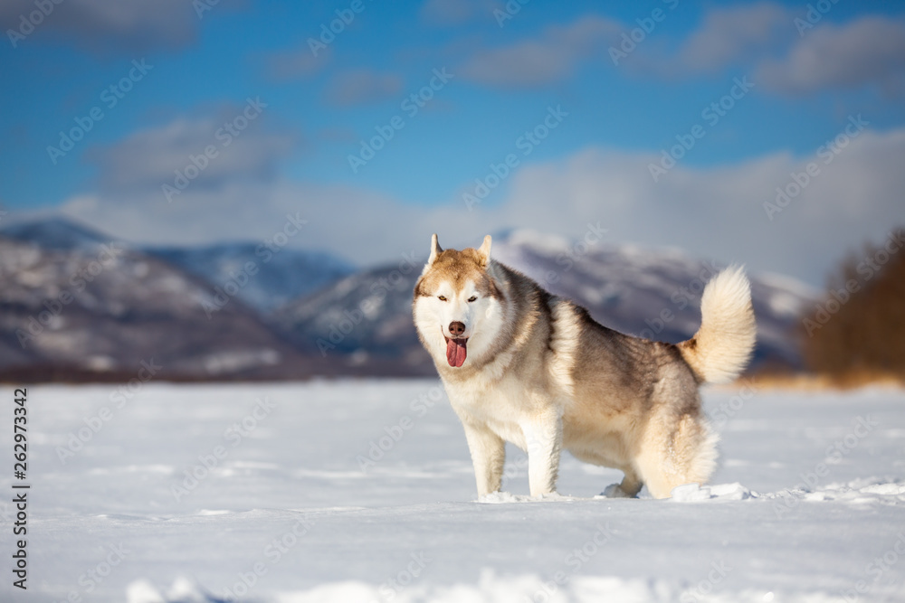 Beautiful, happy and free siberian husky dog standing in the snow field in winter at sunset