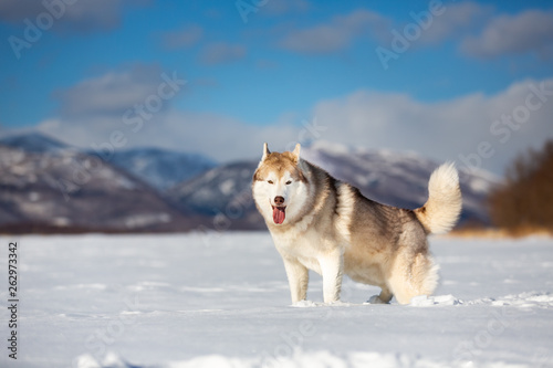 Beautiful  happy and free siberian husky dog standing in the snow field in winter at sunset