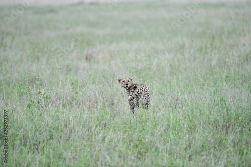 Cheetah im Gras © Robert Styppa