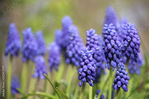 Spring Flowers Bluebells  With Leaves And Blurs Background