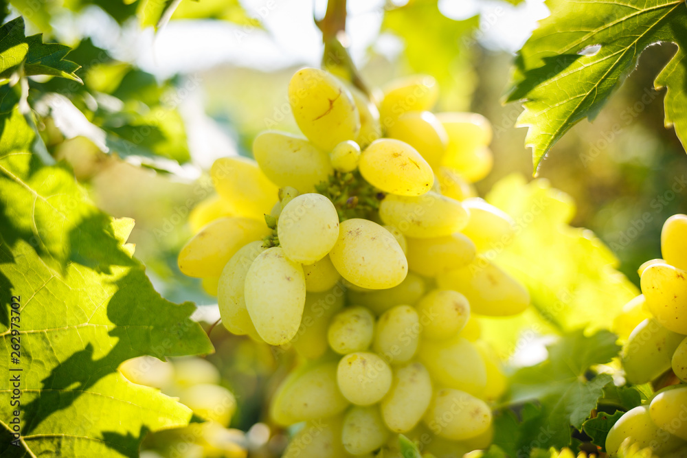 Ripe juicy white grapes on vine in the garden Ripe juicy white grapes on vine in the garden