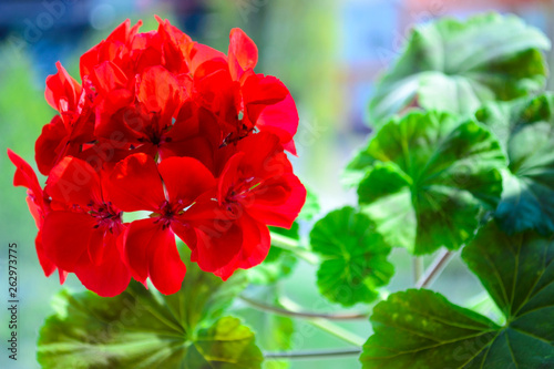 inflorescence of red scarlet geranium closeup