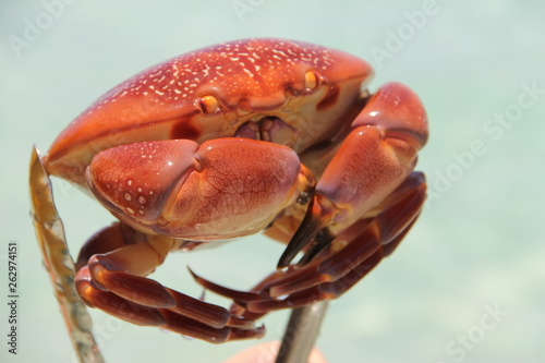 Live crab in the Caribbean.