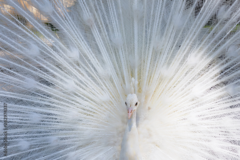 Obraz premium Amazing white peacock opening its tail