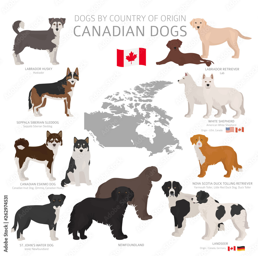 Dogs by country of origin. Canadian dog breeds. Shepherds, hunting, herding, toy, working and service dogs  set