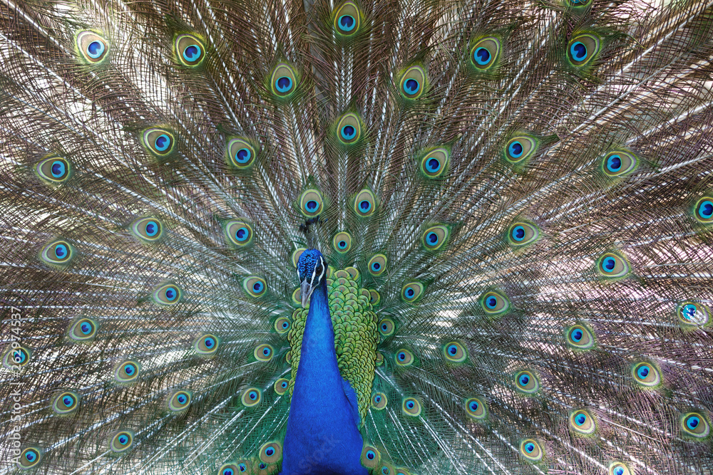 Naklejka premium Amazing peacock during his exhibition