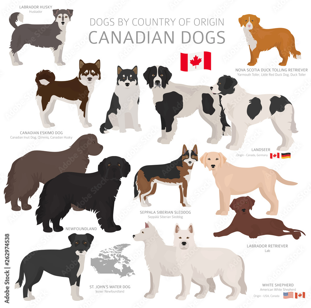Dogs by country of origin. Canadian dog breeds. Shepherds, hunting, herding, toy, working and service dogs  set