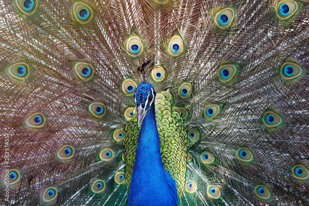 Fototapeta premium Amazing peacock during his exhibition