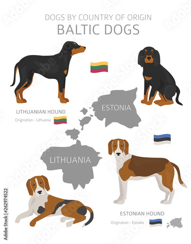 Dogs by country of origin. Baltic dog breeds. Shepherds, hunting, herding, toy, working and service dogs  set