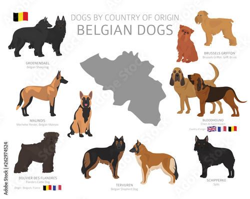 Dogs by country of origin. Belgian dog breeds. Shepherds, hunting, herding, toy, working and service dogs  set