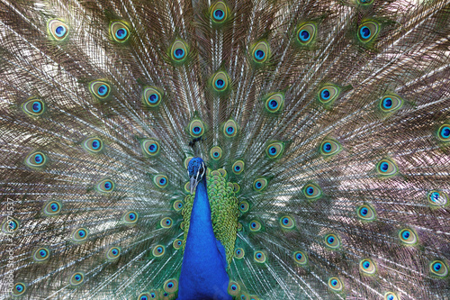 Amazing peacock during his exhibition
