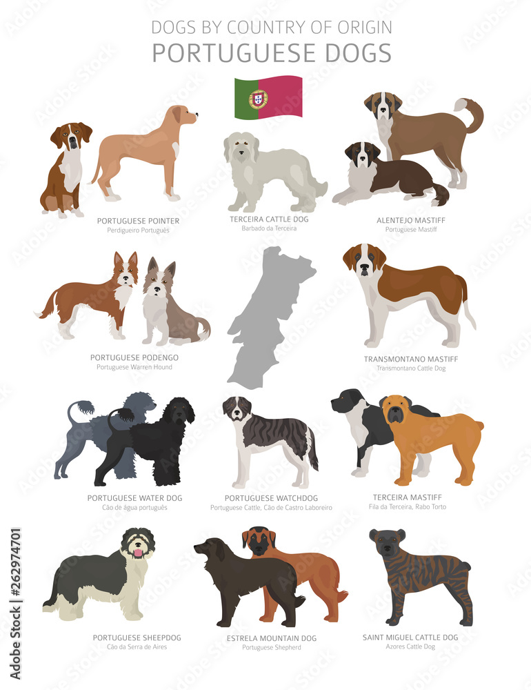 Dogs by country of origin. Portugal dog breeds. Shepherds, hunting, herding, toy, working and service dogs  set