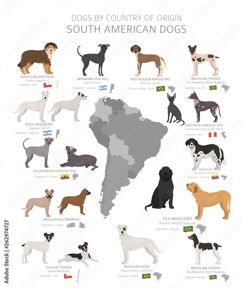 Dogs by country of origin. South American dog breeds. Shepherds, hunting, herding, toy, working and service dogs  set