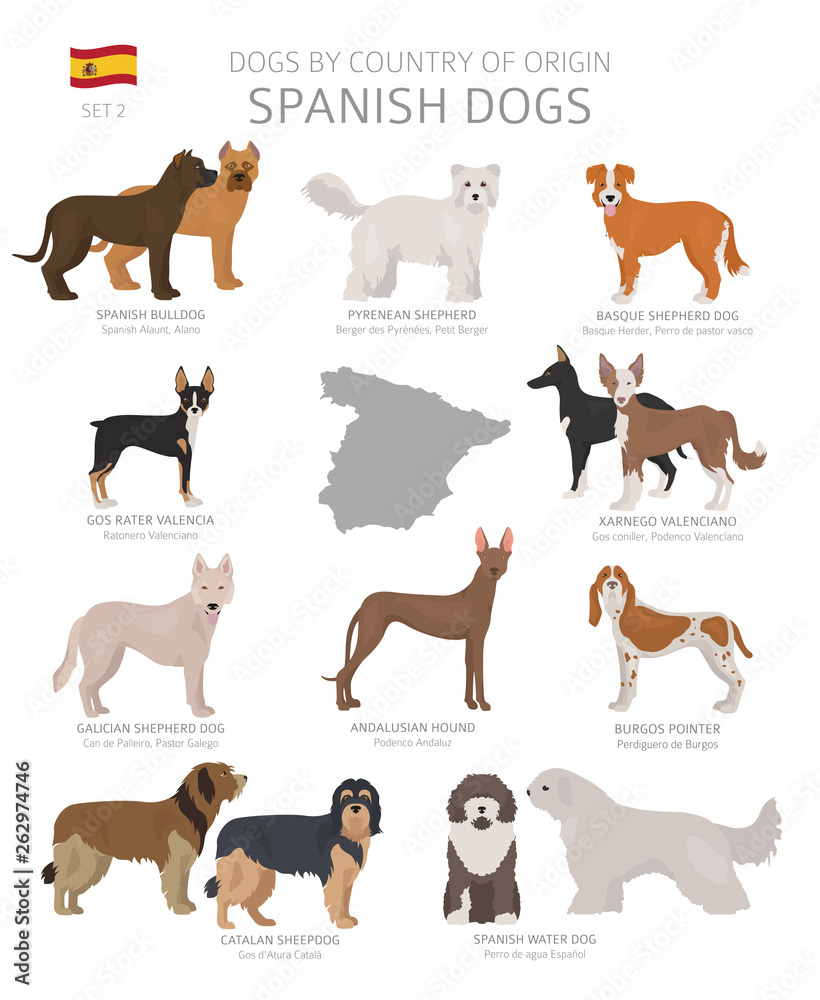 Dogs by country of origin. Spanish dog breeds. Shepherds, hunting, herding, toy, working and service dogs  set