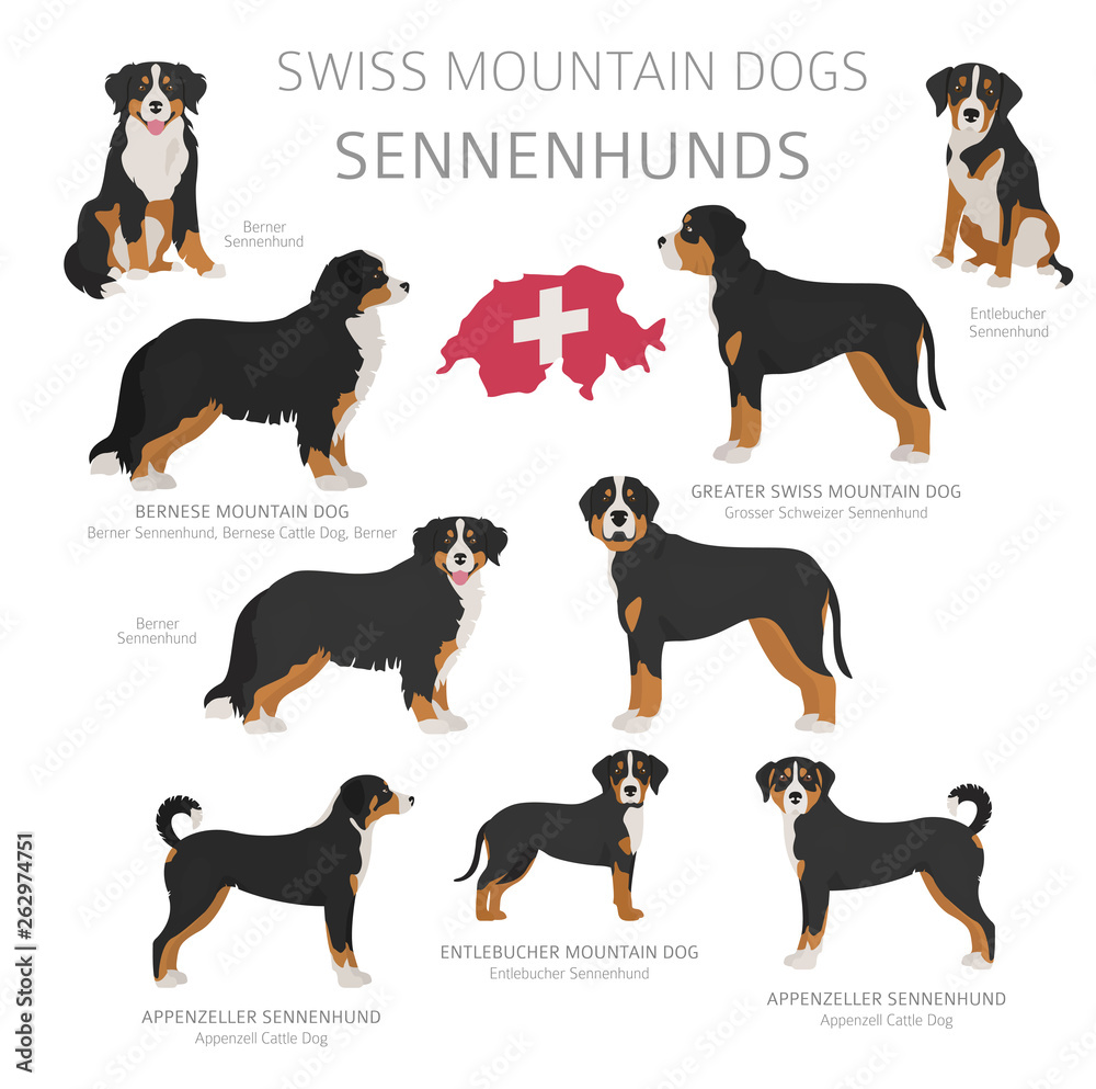 Dogs by country of origin. Swiss dog breeds. Shepherds, hunting, herding, toy, working and service dogs  set