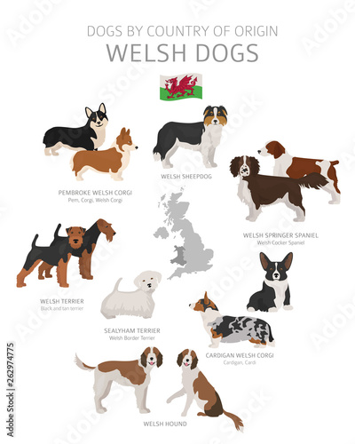 Dogs by country of origin. Welsh dog breeds. Shepherds, hunting, herding, toy, working and service dogs set