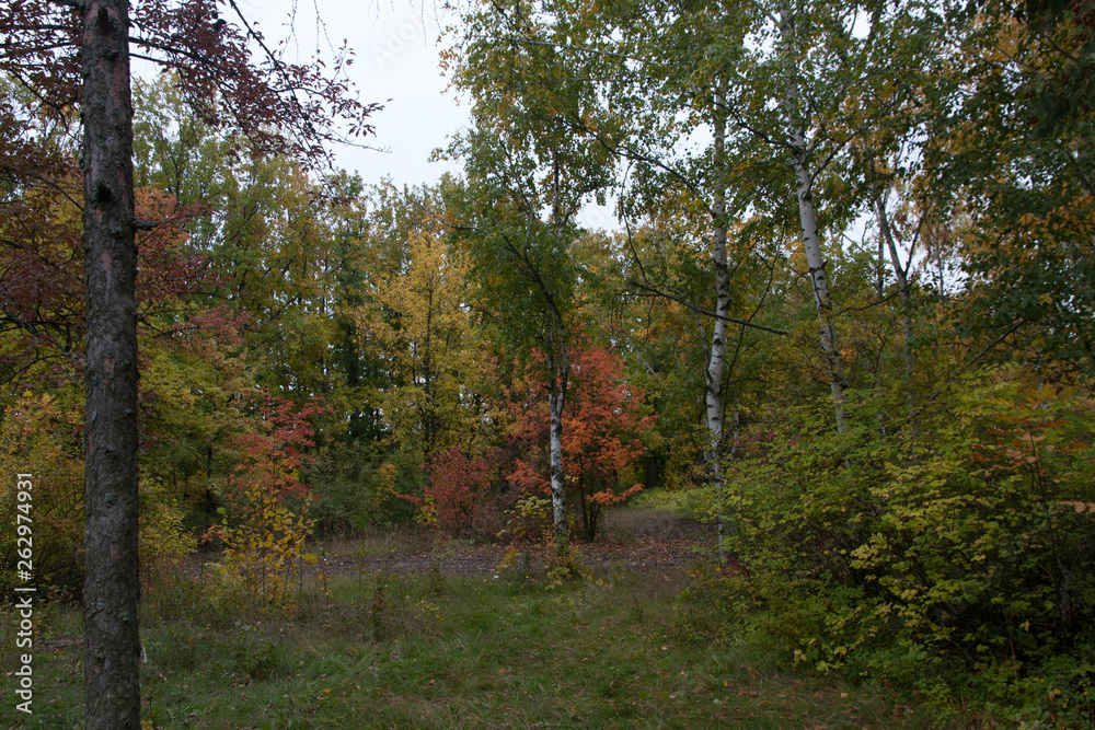 Obraz premium autumn in the park