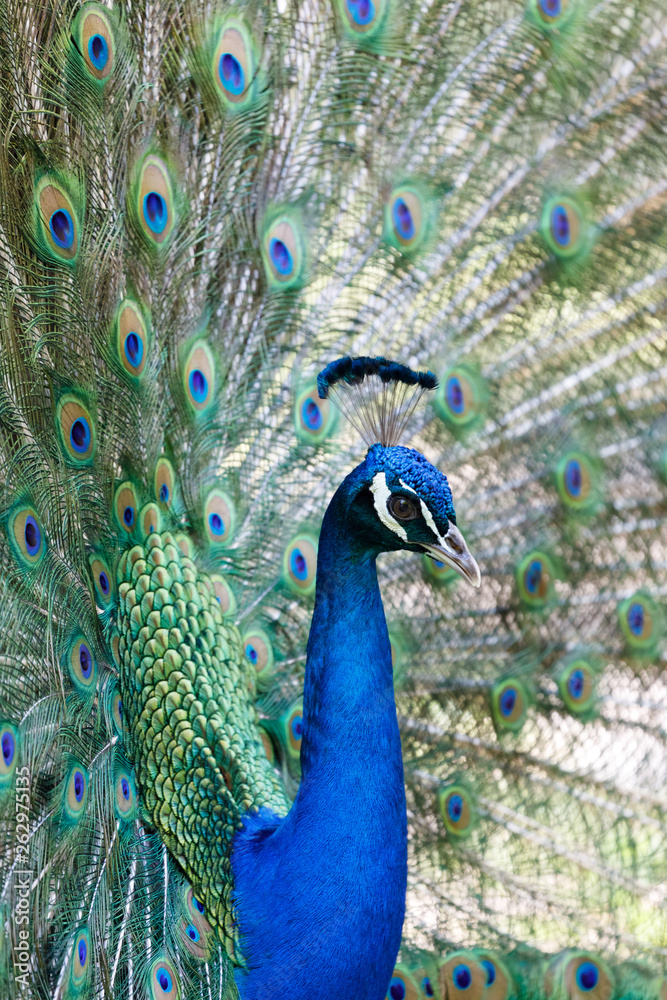Fototapeta premium Amazing peacock during his exhibition