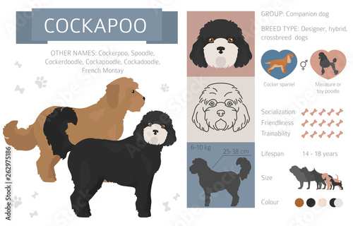 Designer, crossbreed, hybrid mix dogs collection isolated on white. Flat style clipart set