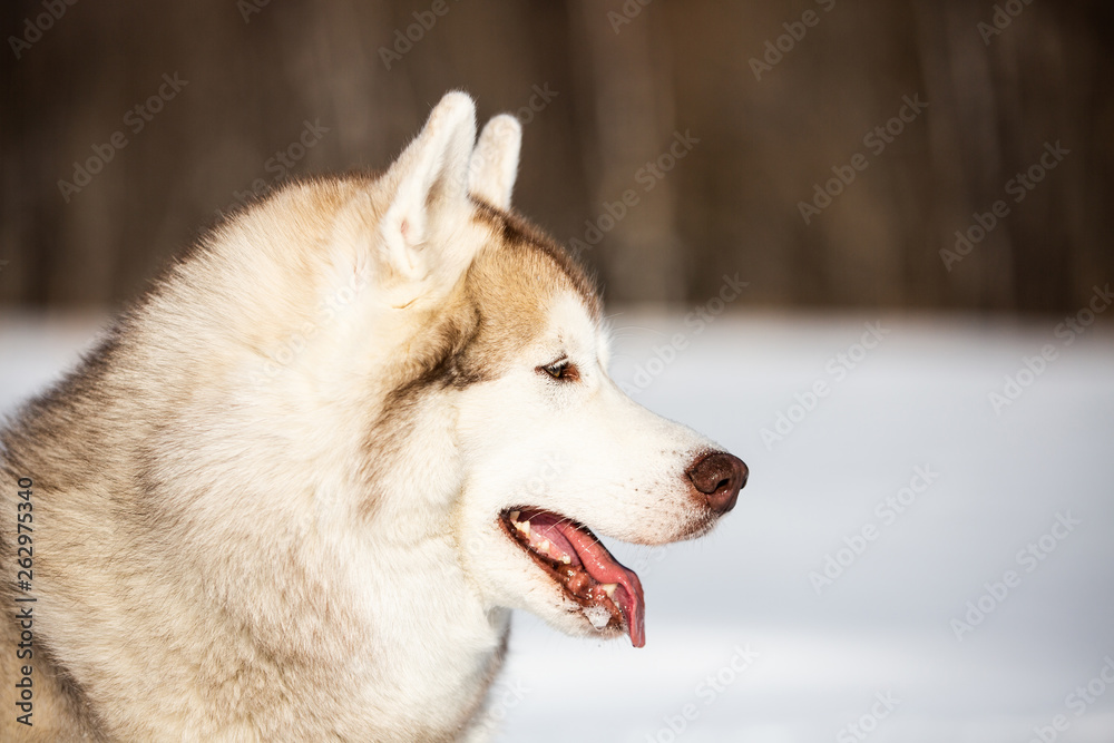 Beautiful Siberian Husky dog sitting on the snow in the winter forest