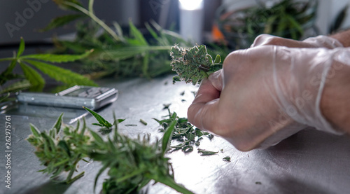 Trimming Cannabis in details. Wet and Dry Trimming technique