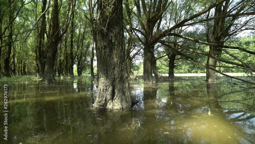 Duna River Floodplain Forest Duna River Floodplain Forest
