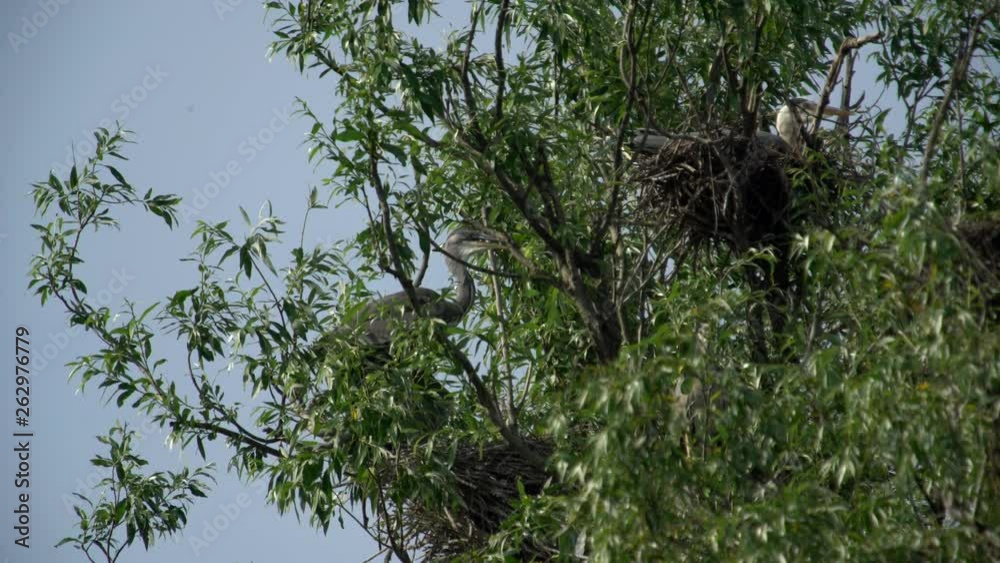 Grey Heron On Tree and nesting Grey Heron On Tree and nesting