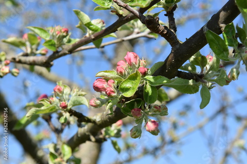 Birnenblüte