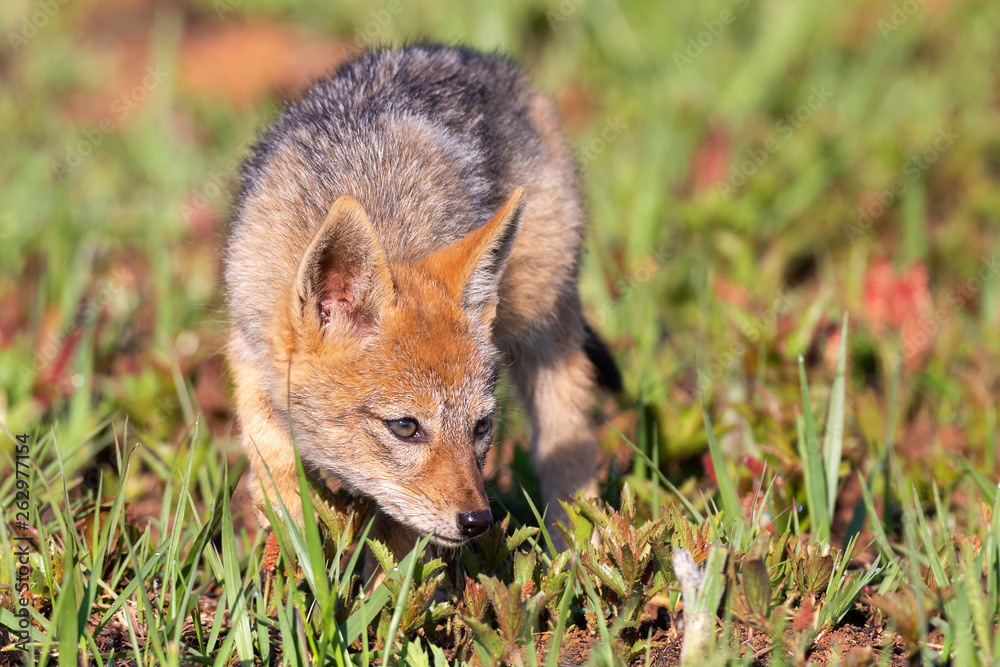 Obraz premium Lone Black Backed Jackal pup standing in short green grass to explore the world