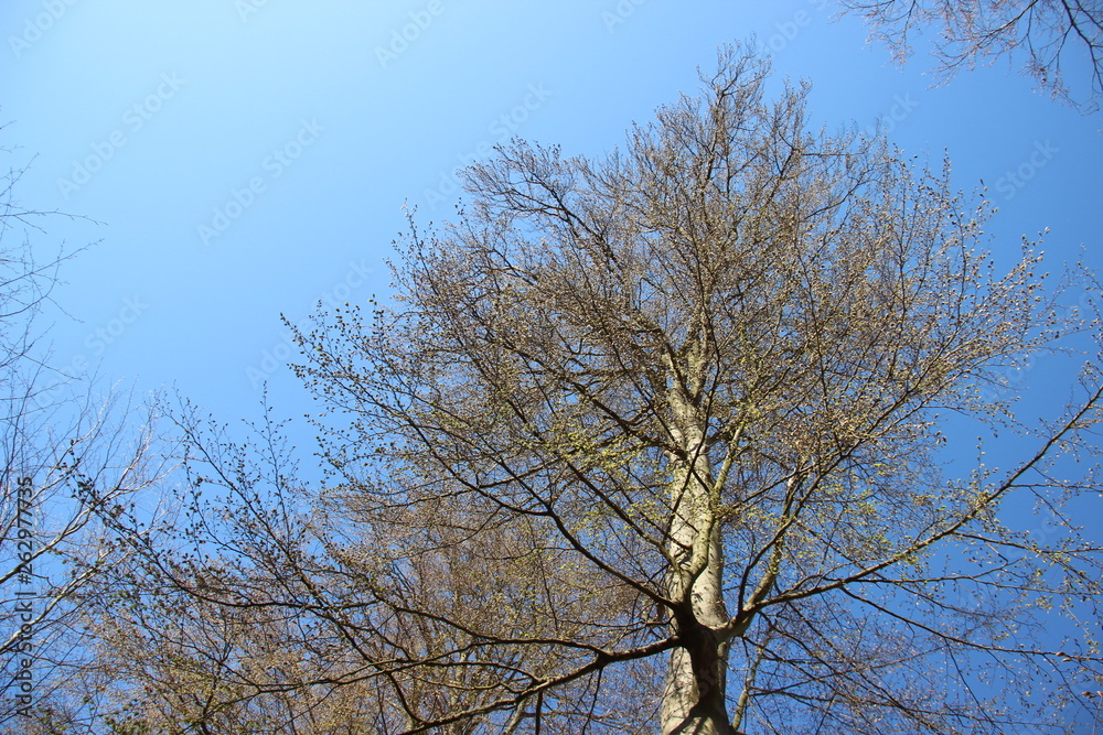 Tree Put Forth Fresh Leaves In Spring With Blue Sky And Warm Sunlight In Europe