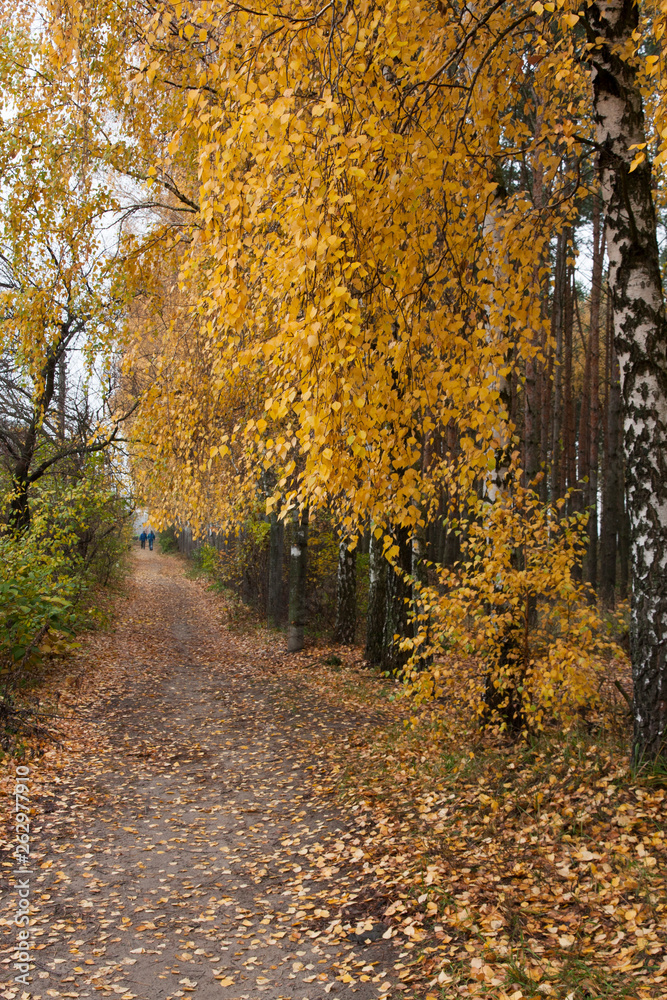Fototapeta premium autumn in the park