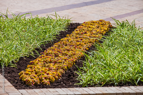 Flower bed in urban public place