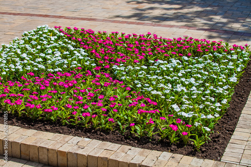 Flower bed in urban public place