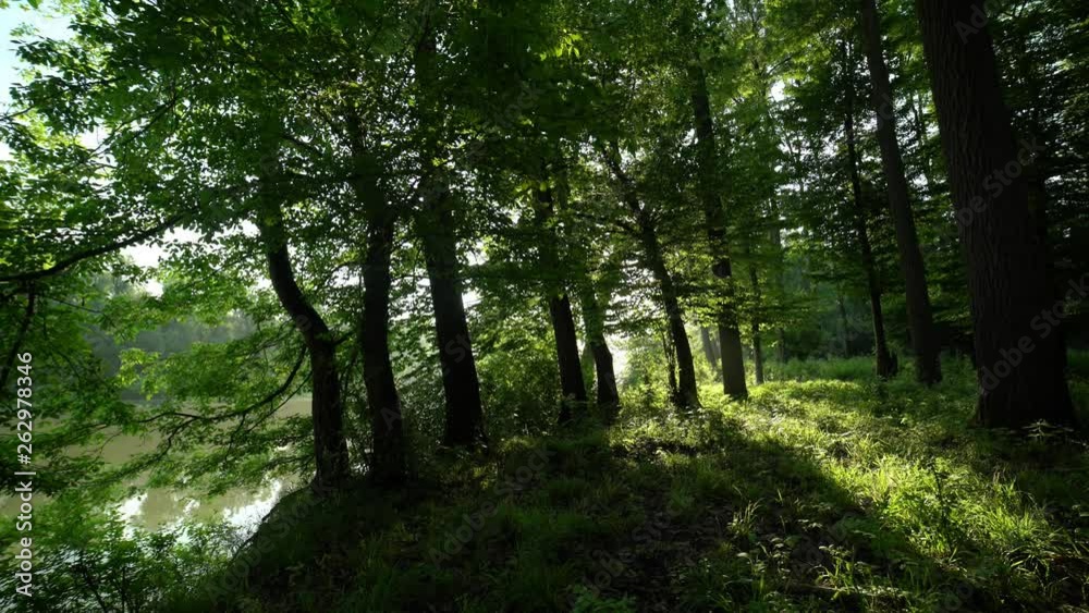 Floodplain forest at early morning Floodplain forest at early morning