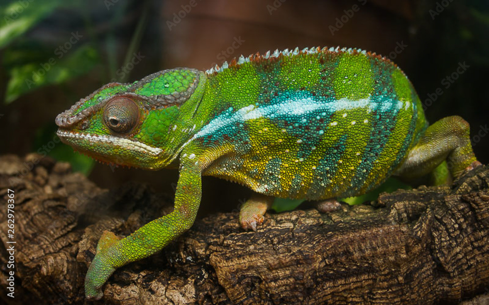 Fototapeta premium Cute green chameleon on branch