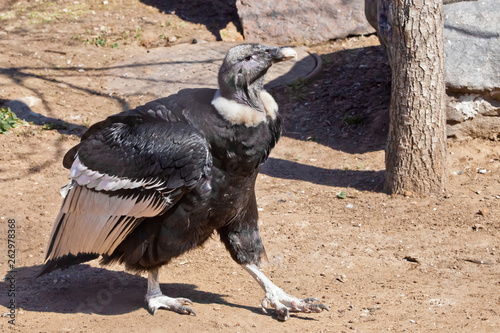 The female Andean condor proudly performs on the ground 