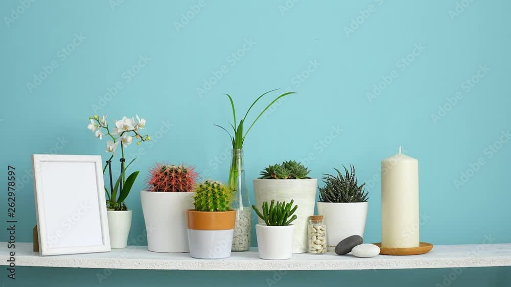 Modern room decoration with frame mockup. White shelf against pastel turquoise wall with Collection of various cactus and succulent plants in different pots. Hand inserting picture frame. Modern room decoration with frame mockup. White shelf against pastel turquoise wall with Collection of various cactus and succulent plants in different pots. Hand inserting picture frame.