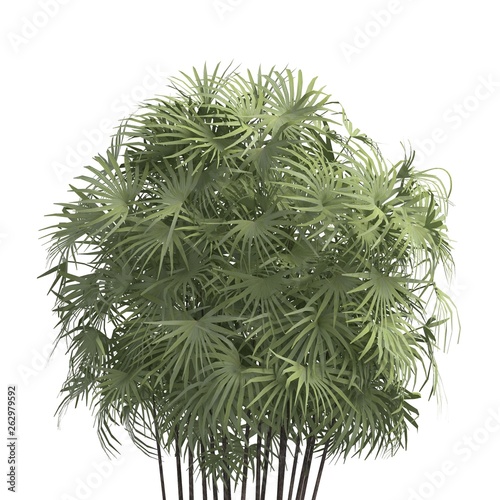 Palm Tree 3d illustration isolated on the white background